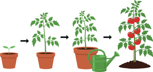 Tomato plant growth stages from sprout to mature vegetable plant with red fruits in pot vector