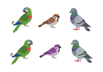 Colorful bird collection featuring parrots sparrows and pigeons