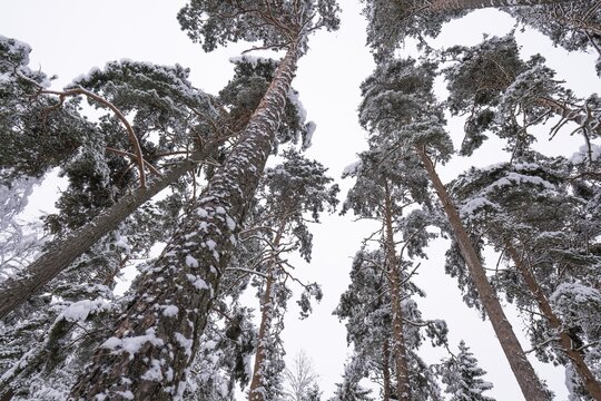 Snowy, towering, snow-laden pine trees in a forest near J&ouml;nk&ouml;ping, Sweden