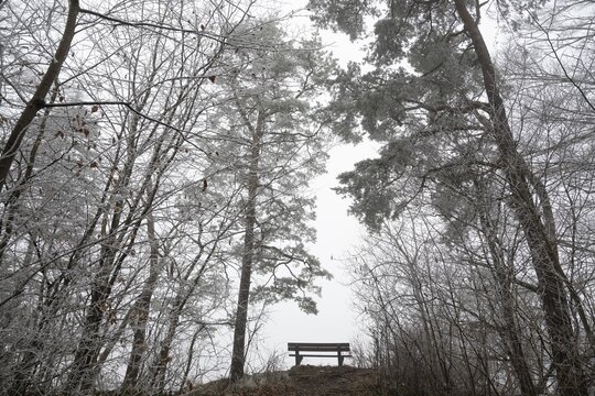An empty bench between bare trees covered with brawl in a quiet, foggy winter forest, Blaubeuren, Swabian Jura, Baden-W&uuml;rttemberg, Germany