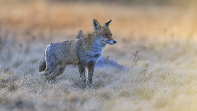 Red fox (Vulpes vulpes), securing at the leach in the last light, roe deer (Capreolus capreolus), road casualty, Swabian Alb biosphere reserve, Baden-W&uuml;rttemberg, Germany