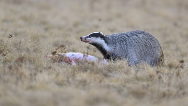European badger (Meles meles), on roadkill, European hare (Lepus europaeus), in a meadow, Swabian Alb biosphere reserve, Baden-W&uuml;rttemberg, Germany