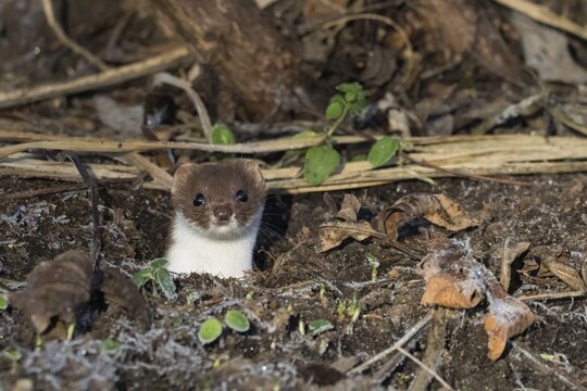 An ermine (Mustela erminea) looks out of its den, surrounded by brown leaves and plants, Hesse, Germany