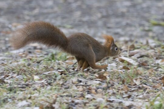 A squirrel (Sciurus vulgaris) running across forest-covered ground in autumn, Hesse, Germany