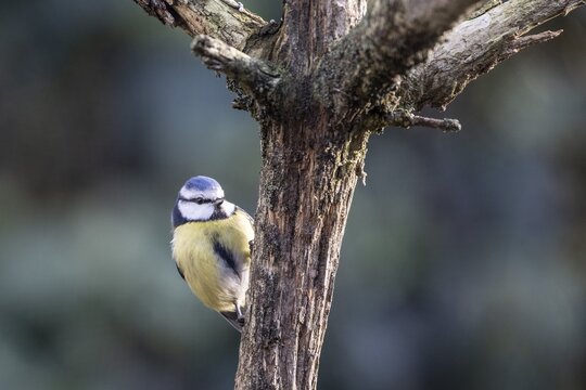 Blue tit (Parus caerulea), Emsland, Lower Saxony, Germany