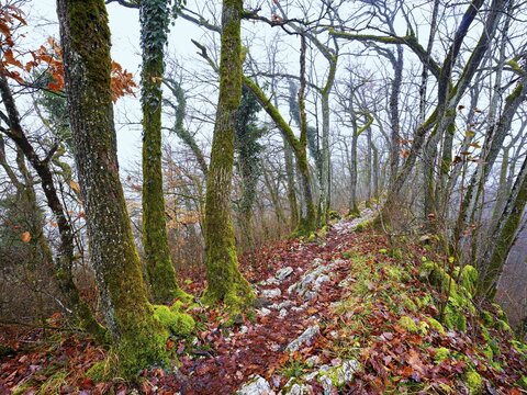 Limestone trail leads through forest covered with moss trees, L&auml;gerngrat, Baden, Aargau Canton, Switzerland