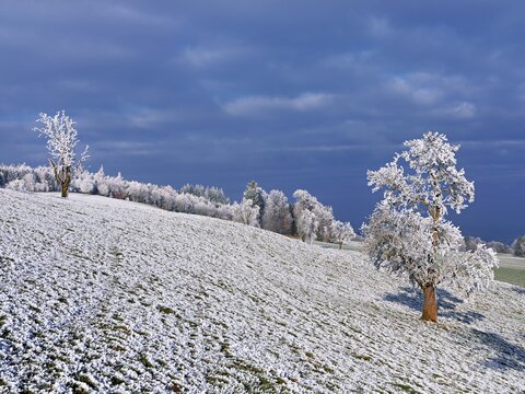 Winter landscape with trees and meadows in hoarfrost, Beinwil, Freiamt, Canton of Aargau, Switzerland