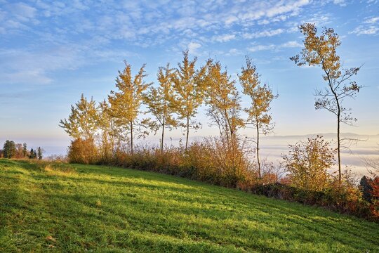 Autumn coloured birch trees (Betula pendula), above the sea of fog, Beinwil-Freiamt, Canton, Aargau, Switzerland