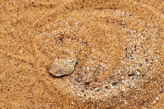 Dwarf puff adder (Bitis peringueyi) hiding in the sand, camouflage, Namib Desert, Namibia
