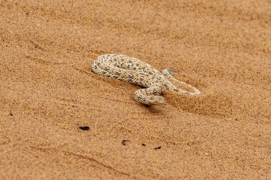 Dwarf puff adder (Bitis peringueyi) in the sand, Namib Desert, Namibia