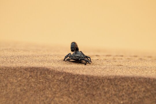 Black scorpion (Parabuthus villosus) running across sand, Namib Desert near Swakopmund, Namibia