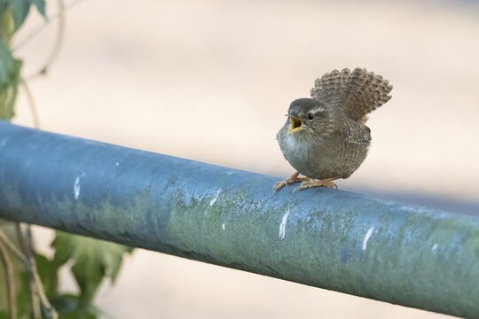 A wren (Troglodytes troglodytes) sits on a railing and sings, Hesse, Germany