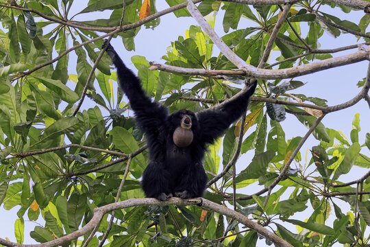 Siamang (Symphalangus syndactylus), adult, on tree, calling, Southeast Asia