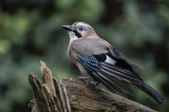 Eurasian jay (Garrulus glandarius), Emsland, Lower Saxony, Germany