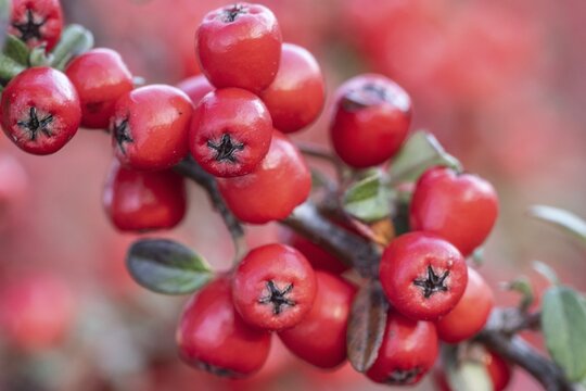 Fan-shaped cotoneaster (Cotoneaster horizontalis), Emsland, Lower Saxony, Germany