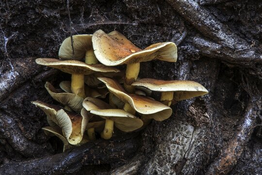 Mushrooms grow from the roots of a fallen tree, Dar&szlig;wald, Dar&szlig;, Fischland-Dar&szlig;-Zingst, Western Pomerania Lagoon Area National Park, Mecklenburg-Western Pomerania, Germany