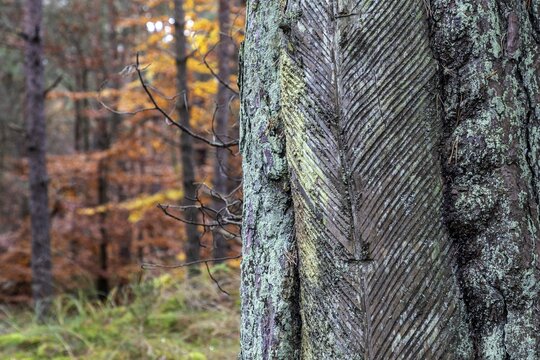 Pine tree (Pinus) with cut-in resin conductive chips, resin extraction until 1990, Dar&szlig;wald, Dar&szlig;, Fischland-Dar&szlig;-Zingst, National Park Vorpommersche Boddenlandschaft, Mecklenburg-Vorpommern, Germany