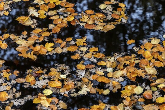 Autumn leaves, autumn-colored leaves floating on moor water, Osterwald, Zingst, Fischland-Dar&szlig;-Zingst, Western Pomerania Lagoon Area National Park, Mecklenburg-Western Pomerania, Germany