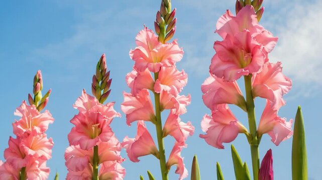 Video A group of pink flowers blooming in a clear blue sky, perfect for spring or summer themed designs