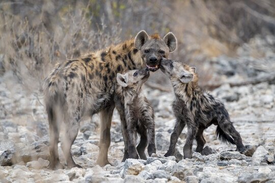 Spotted hyena or spotted hyena (Crocuta crocuta) with two young animals, Etosha National Park, Namibia