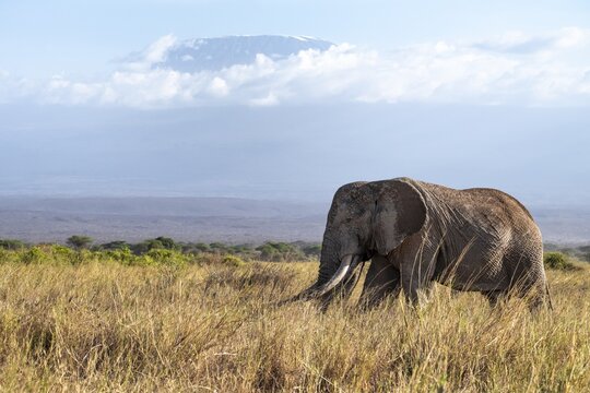 African elephant (Loxodonta africana) in picturesque landscape with the summit of Mount Kilimanjaro, the famous Super Tusker elephant Craig and Pascal, old male with long tusks, in atmospheric evening light, Kajiado County, Kenya