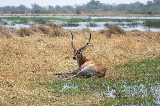 Letschwe or litchi bog antelope (Kobus leche), adult male, in tall dry grass, Okavango Delta, Moremi Game Reserve, Botswana
