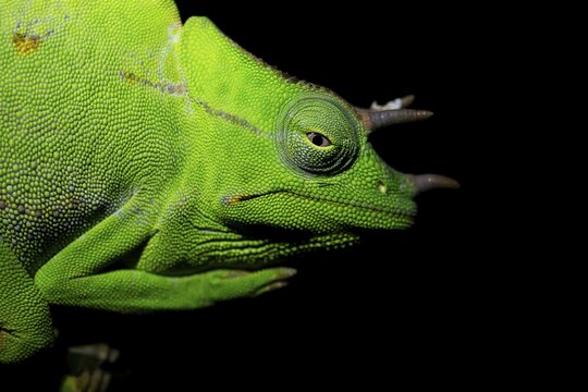 Usambara three-horned chameleon (Trioceros deremensis), chameleon on a branch at night, Amani Nature Forest Reserve, Eastern Usambara Mountains, Tanga, Tanzania