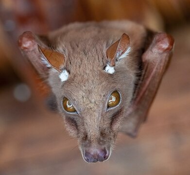 Funny bat, looks angry, conspiratorial, Kruger National Park, South Africa