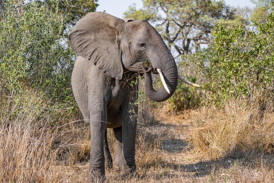 African elephant (Loxodonta africana), adult, eating grass and leaves, Kruger National Park, South Africa