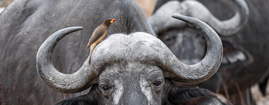 Cape buffalo (Syncerus caffer caffer) with yellowbill oxpecker (Buphagus africanus), Kruger National Park, South Africa