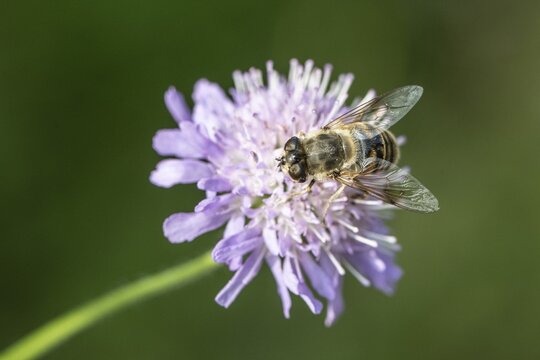 Drone fly (Eristalis interrupta) on water mint (Mentha aquatica), Emsland, Lower Saxony, Germany