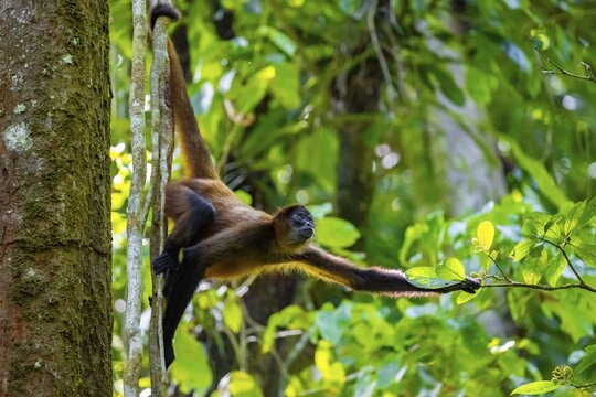 Geoffroy's spider monkey (Ateles geoffroyi) climbing a tree in the jungle, Tortuguero National Park, Costa Rica