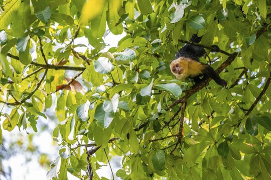 White-headed capuchin (Cebus imitator) in a tree, Cahuita National Park, Costa Rica