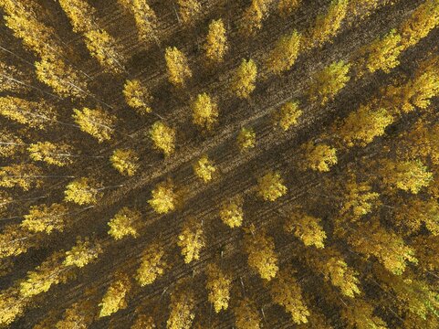 European Aspen (Populus tremula) in autumnal colours. Cultivated for timber. Aerial view. Drone shot. Granada province, Andalusia, Spain