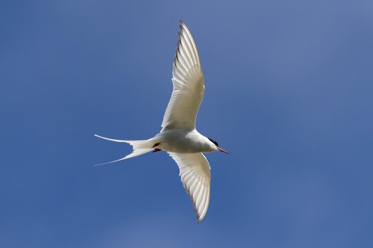 Arctic Arctic Tern (Sterna paradisea) in flight, Reykjanes, Iceland