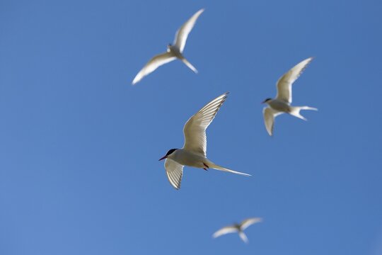 Arctic terns (Sterna paradisea) in flight, Reykjanes, Iceland