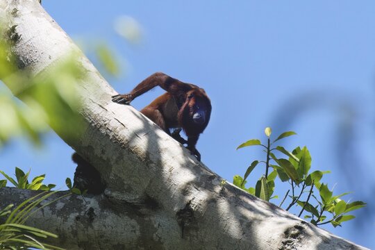Colombian red howler monkey, Alouatta seniculus, in a tree, Amazon basin, Brazil