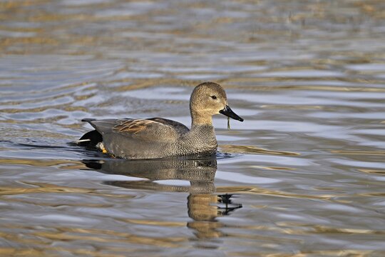 Adult gadwall (Mareca strepera), male swimming on Lake Zug, Switzerland