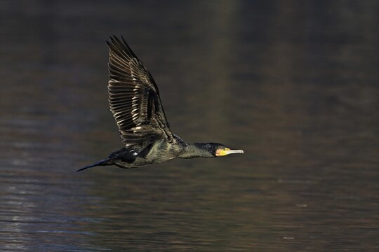 Great cormorant (Phalacrocorax carbo), in flight, Switzerland