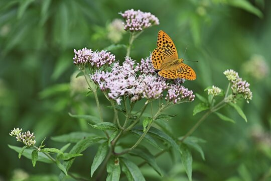 Silver-washed fritillary (Argynnis paphia), on common water eupatorium (Eupatorium cannabinum rosa), Switzerland