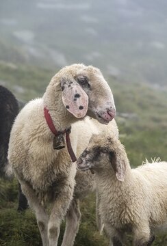 Mother with young, white domestic sheep on an alpine meadow, Berliner H&ouml;henweg, Zillertal Alps, Tyrol, Austria