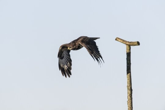 Steppe buzzard (Buteo buteo), flying off, Emsland, Lower Saxony, Germany