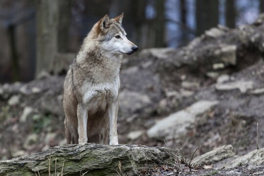 Wolf (Canis lupus), captive, Bad Mergentheim Wildlife Park, Baden-W&uuml;rttemberg, Germany