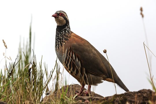 Red-legged partridge (Alectoris rufa), Madeira, Portugal