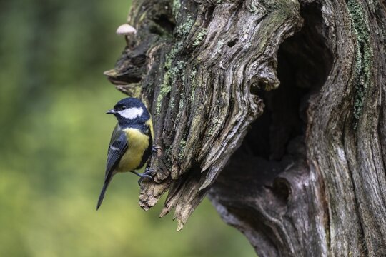 Great Tit (Parus major), Emsland, Lower Saxony, Germany