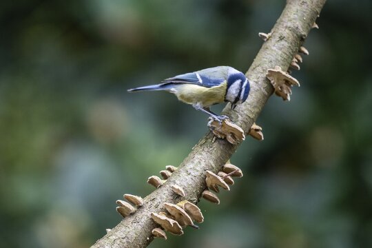 Blue Tit (Parus caerulea), Emsland, Lower Saxony, Germany