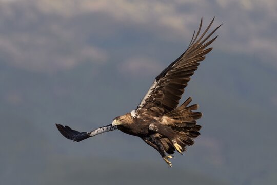 Spanish imperial eagle (Aquila adalberti), adult bird in flight in a mountainous landscape, Toledo province, Castile, La Mancha, Spain