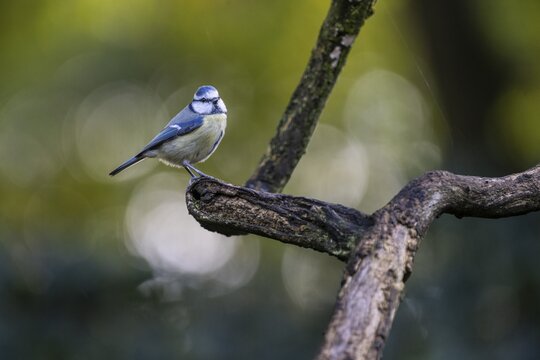 Blue Tit (Parus palustris), Emsland, Lower Saxony, Germany