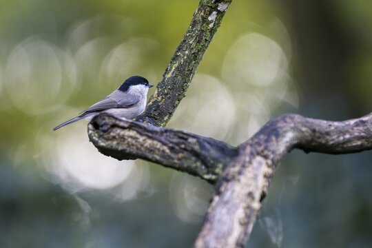 Marsh Tit (Poecile palustris), Emsland, Lower Saxony, Germany