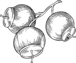 Naklejka premium Sandalwood tree branch with seeds sketch, vector engraved hand drawn essential herb grains, medicinal aroma plant